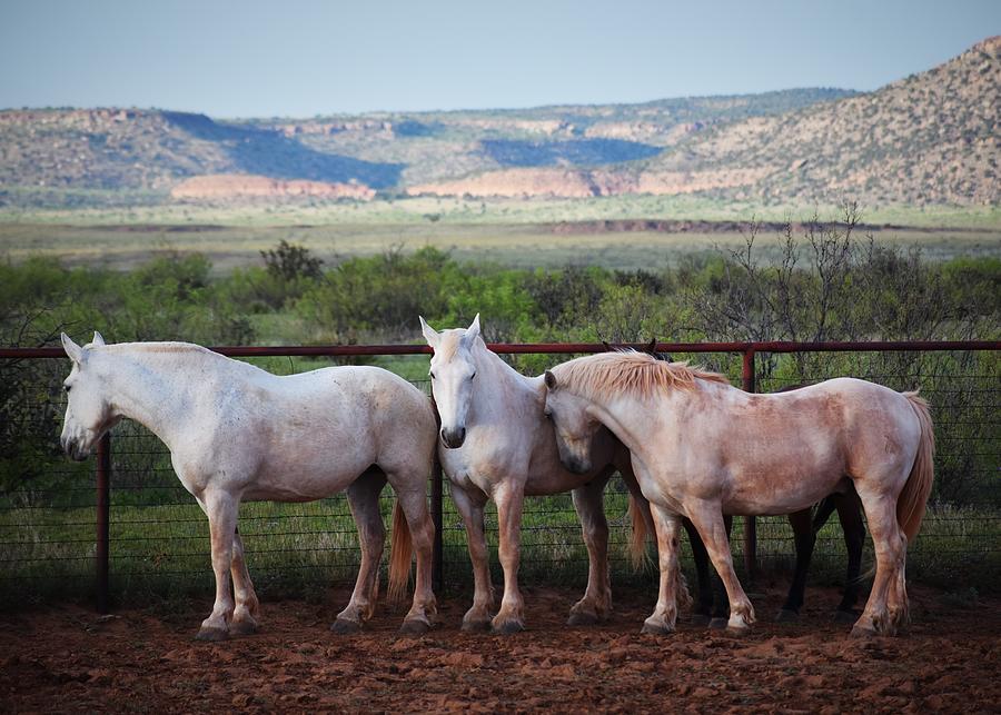 Minnie, Mick and Clay Photograph by Alden White Ballard