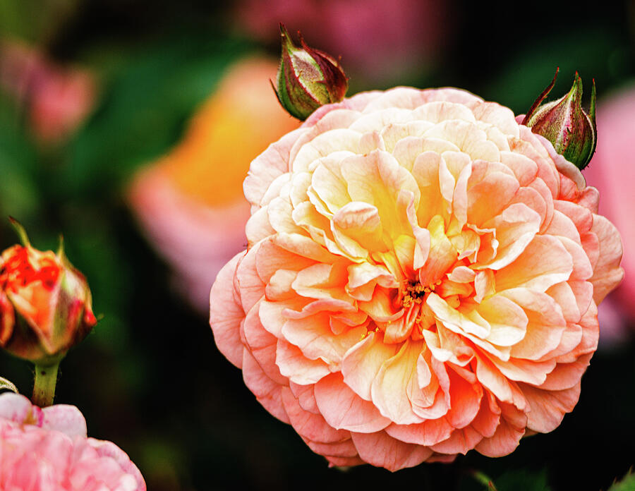 Missouri - A rose by any other name Photograph by Robert Niemeier