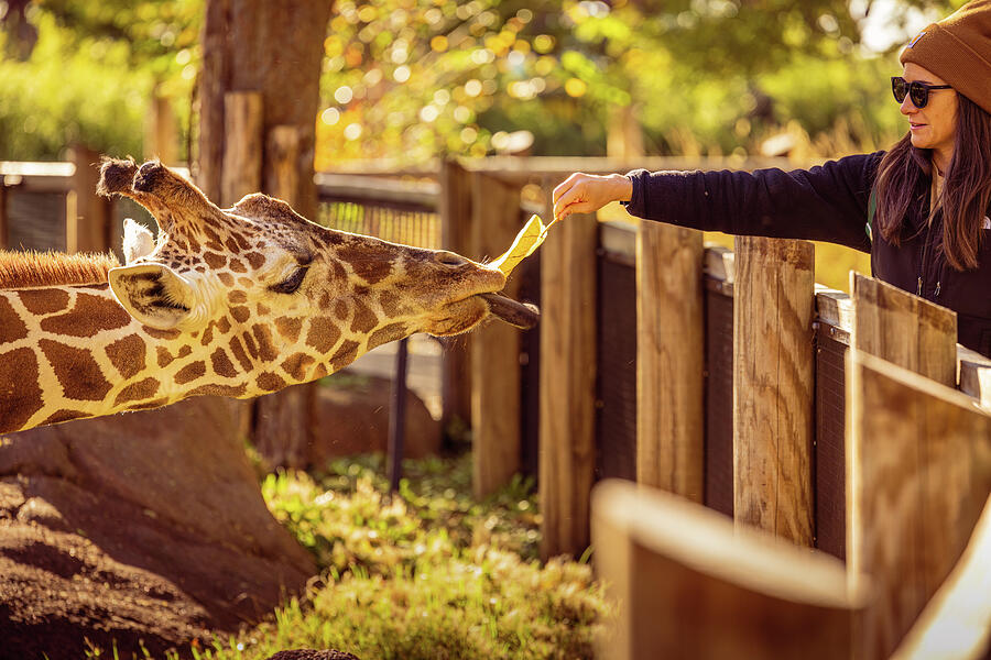 Missouri - Saint Louis Zoo - Giraffe Photograph by Robert Niemeier