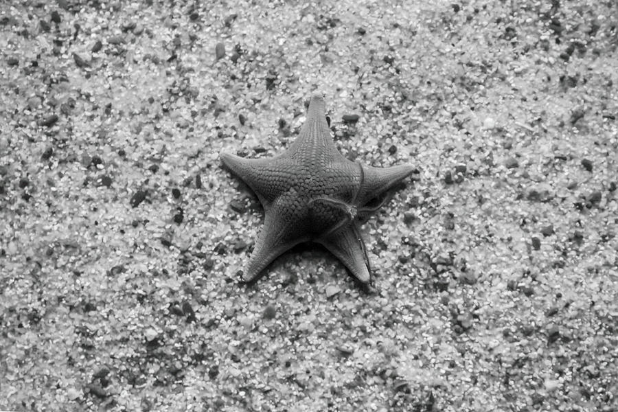 Momma and Baby Star Photograph by Gina Cinardo