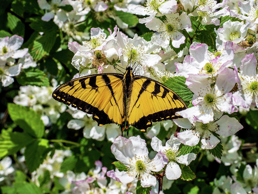 Yellow Butterfly on Blooming Flowers Photograph - Monarch Butterfly by Louis Dallara