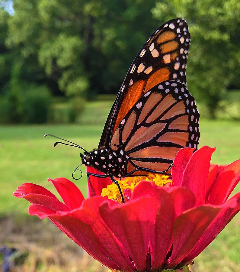 Monarch of Zinna Photograph by Greg Lane