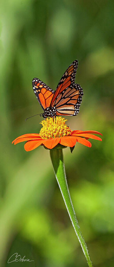 Monarch Butterfly on Orange Flower Photograph - Monarch on a Flower by Charlie Osborn