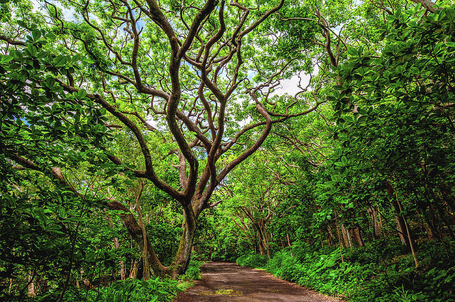 Monkeypod Tree and Road to Waipio - Big Island, Hawaii Photograph by Abbie Warnock