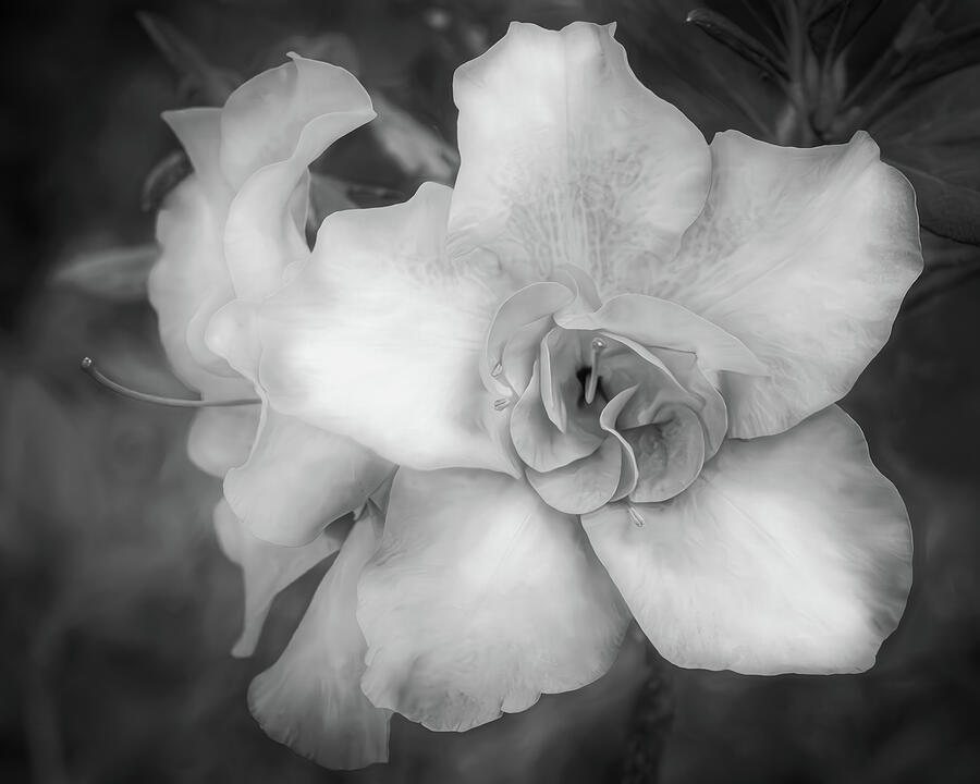 Monochrome Bloom Photograph by Dodie Ross