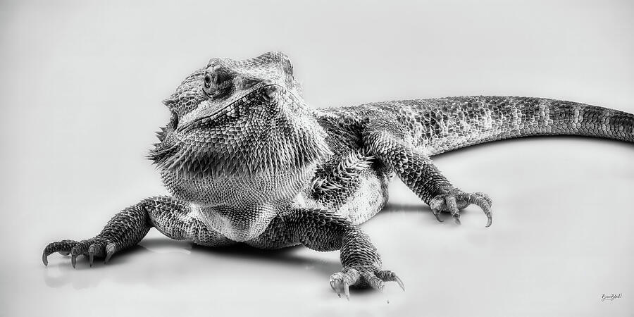 Monochrome Lizard Portrait Photograph - Monochrome Lizard Portrait by Bruce Block
