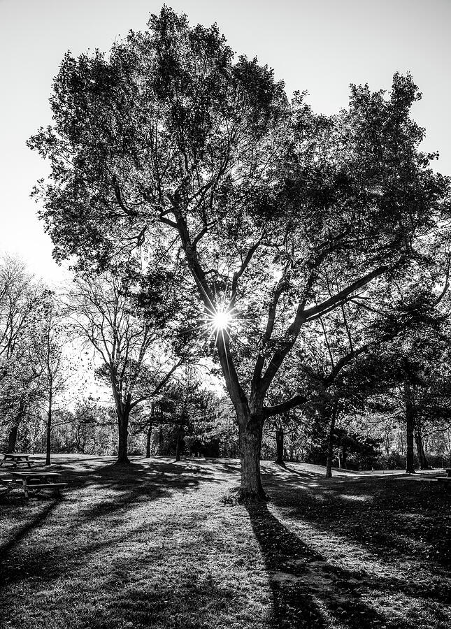 Sunlight Through Park Trees Photograph - Monochrome Moment Sunlight Through Tree by Dan Sproul
