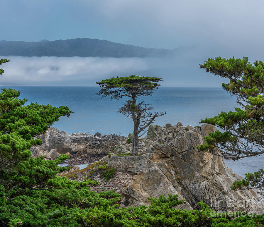 Monterrey Cypress Photograph by Ron Long Ltd Photography
