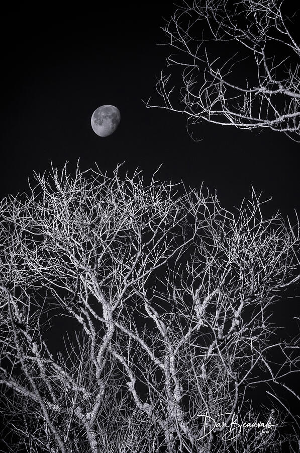 Moon and Bare Trees 6957 Photograph by Dan Beauvais