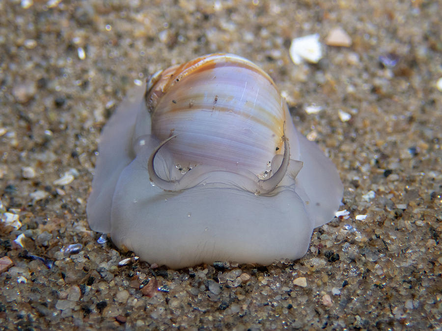 Moon snail Photograph by Brian Weber