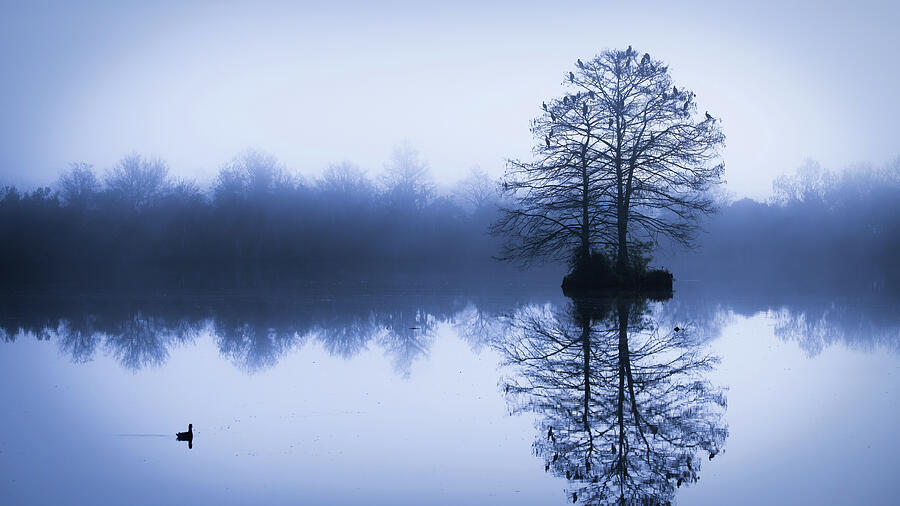 Morning Blues Photograph by Dodie Ross