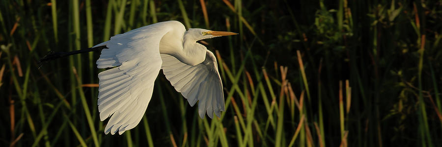 Morning Flight Photograph by RD Allen