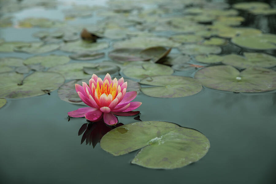 Morning Meditation Photograph by KC Hulsman
