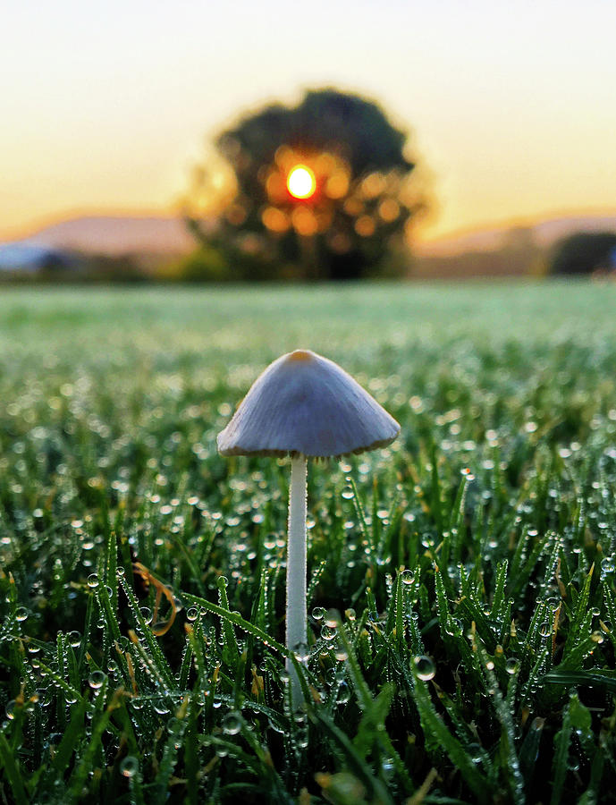 Morning Mushroom Photograph by Greg Lane