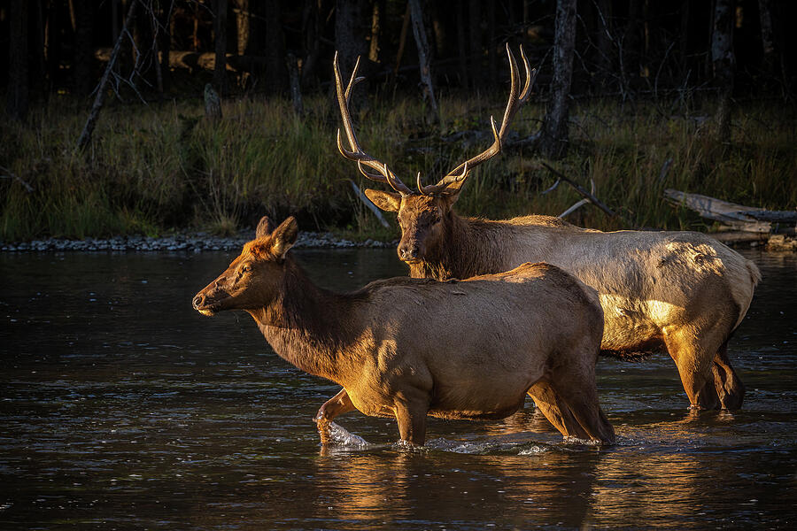 Morning Stroll Photograph by Tim Lyden