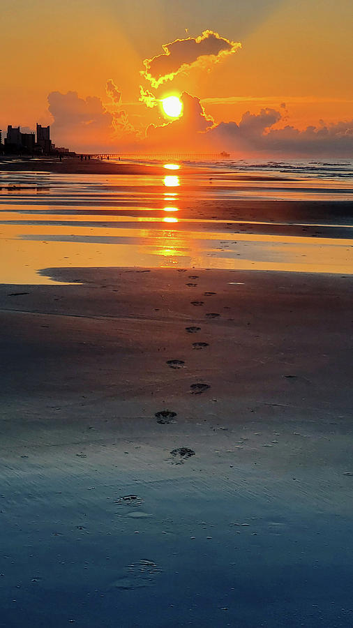 Morning Walk Photograph by Brian Hare