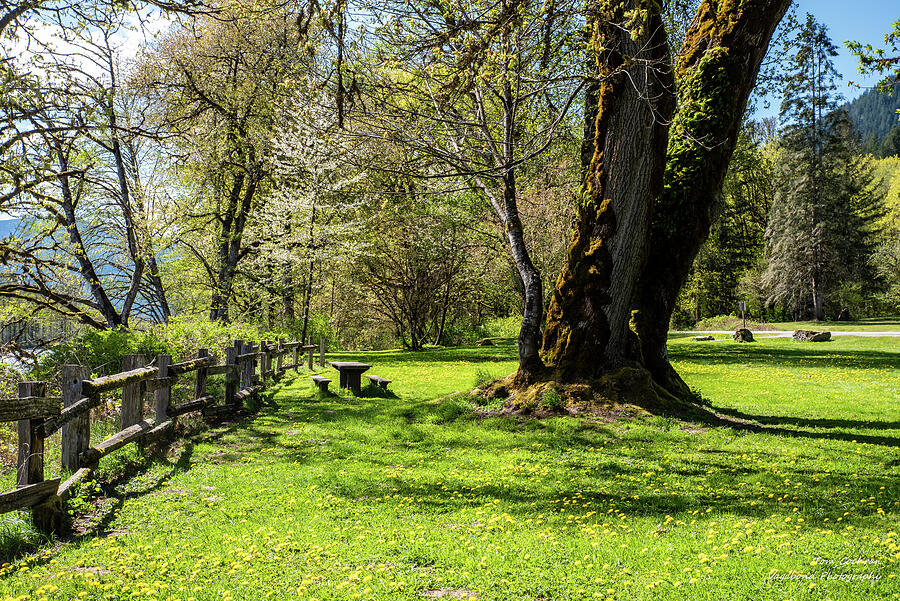 Sunny Woodland Glade Photograph - Mossy Maple and Dandelions at MM 100 by Tom Cochran