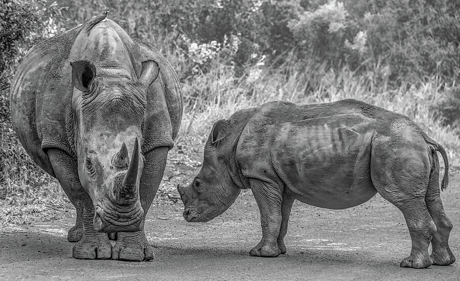 Mother and Calf Rhinoceros Photograph - Mother and Calf Rhinoceros by Marcy Wielfaert