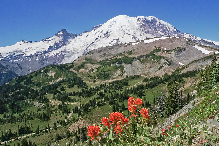 Mount Rainier View with Paintbrush Wildflowers Photograph by Nancy Gleason