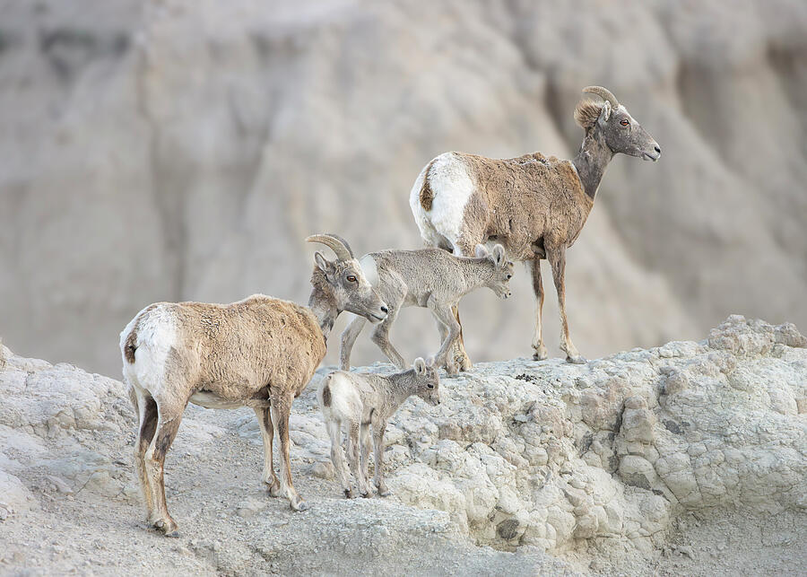Bighorn Sheep Family on Rocky Terrain Photograph by Dan Sproul