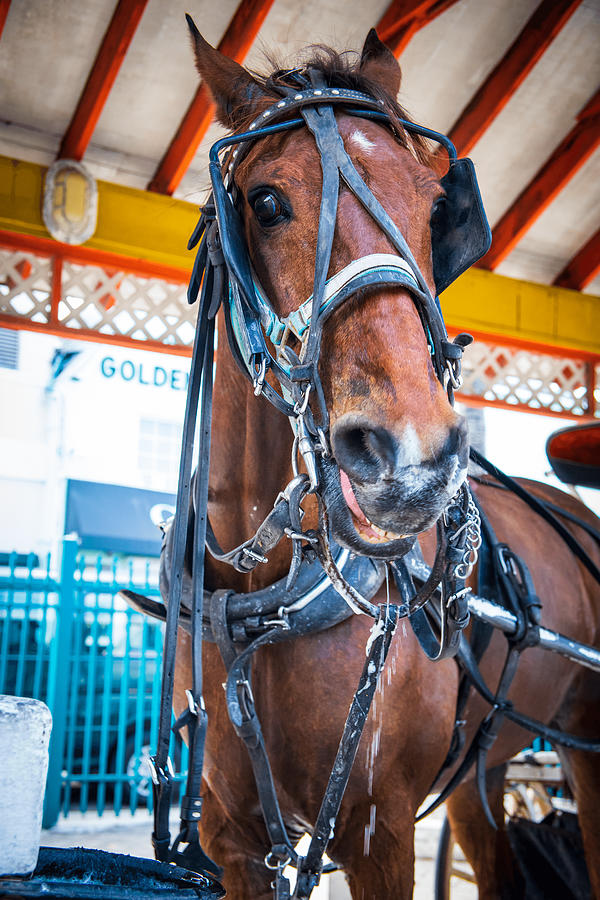 Mr. Ed Photograph by Jonathan Babon