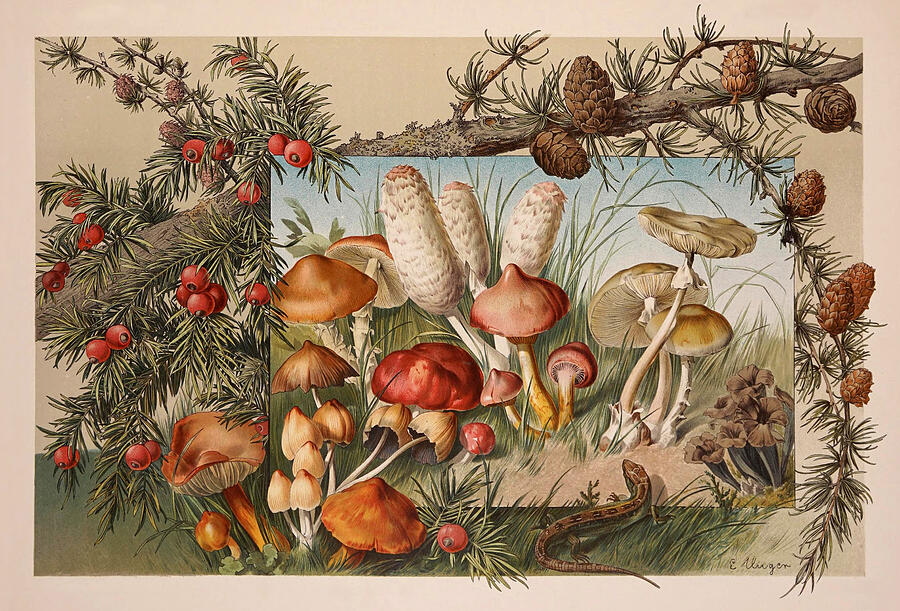 Mushrooms, Yew Tree and Larch - Die Pflanze in Kunst und Gewerbe by Anton Seder Drawing by Anton Seder