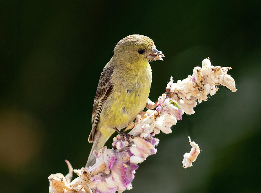 My Issue with Mexican Sage  is Photograph by Joe Schofield