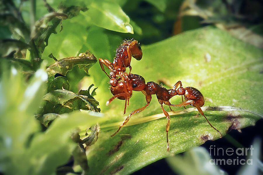 Frank Insects Myrmica rubra Formicidae Common Red Ant Insect Carrying Another ...