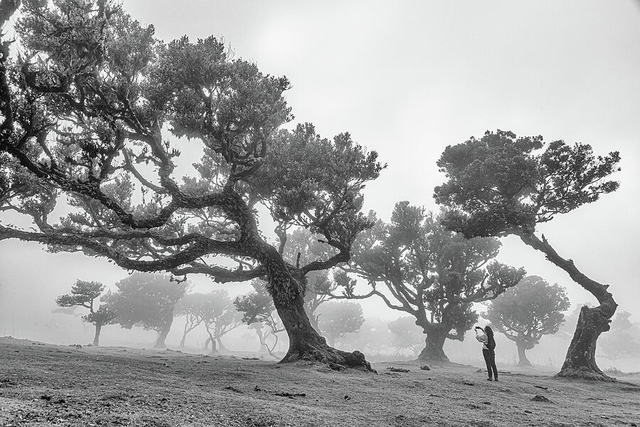 Misty Woodland with Twisted Trees Photograph - Mystical Trees #3 by Shirley Mitchell