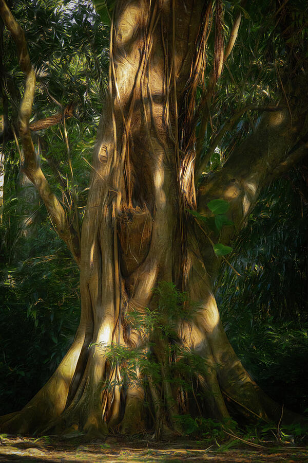 Mystical Tree Photograph by Dodie Ross