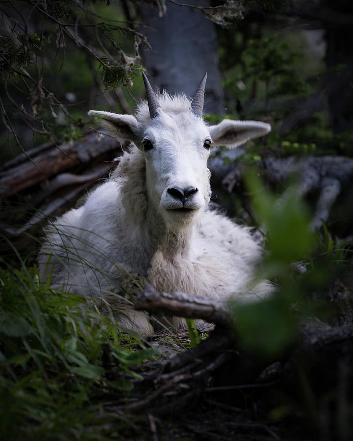 Napping Mountain Goat Photograph by Matt Halvorson