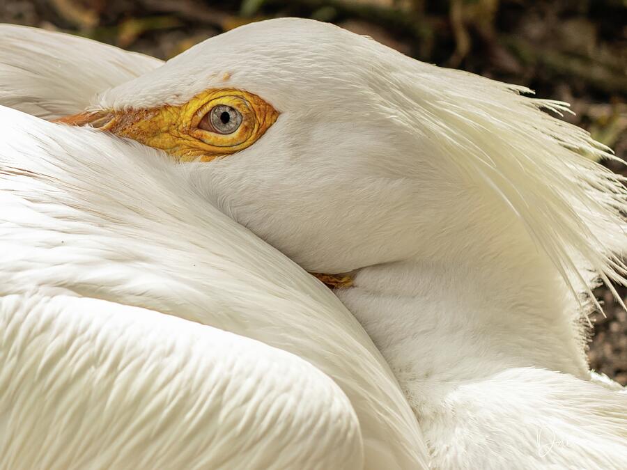 Naptime Photograph by Dodie Ross