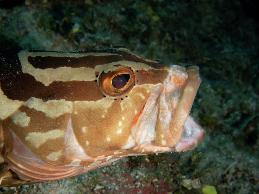 Nassau Grouper Photograph by Brian Weber
