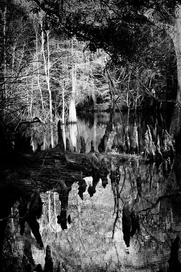 Nature Abstracted 118B Photograph by Sally Fuller