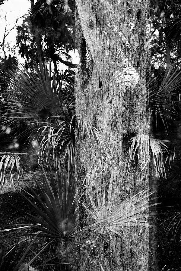 Nature Abstracted 1B Photograph by Sally Fuller