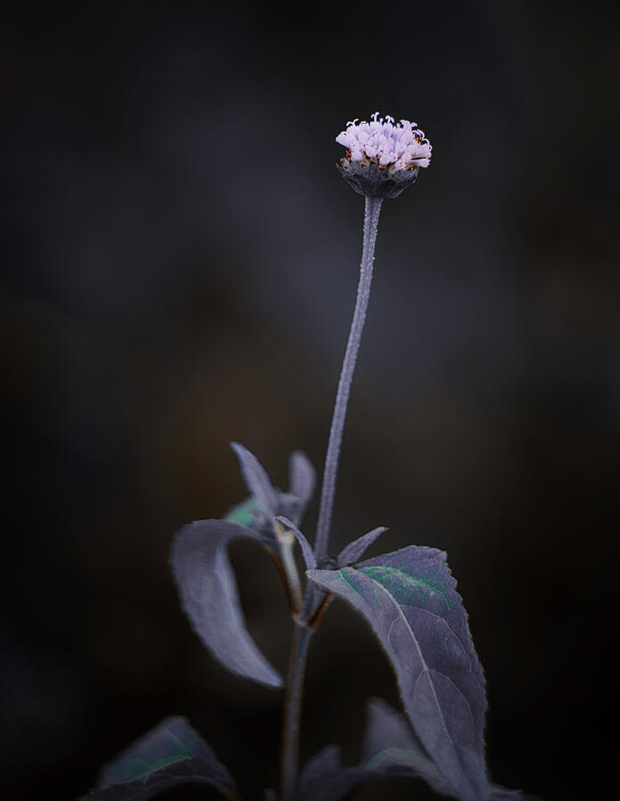 Nature Pic 3 Photograph by Gian Smith