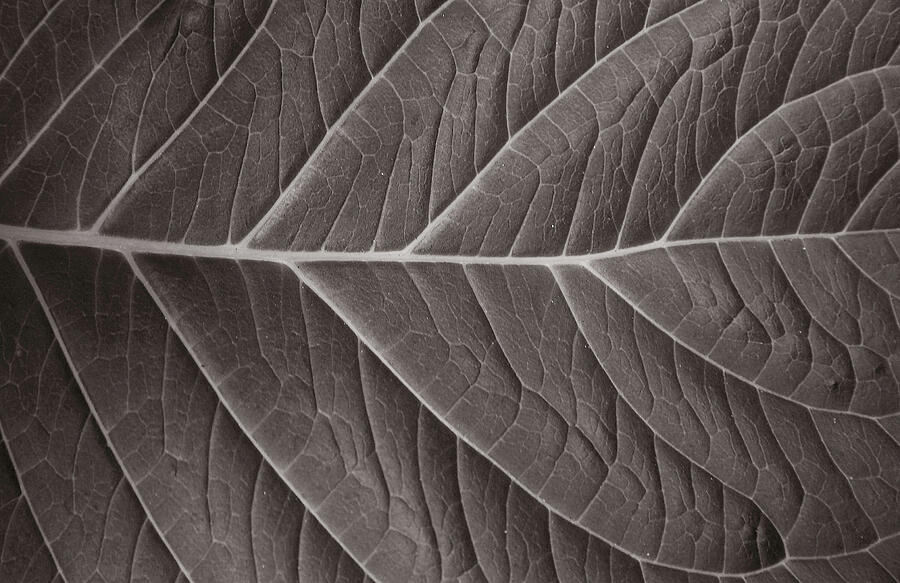 Natures Network Photograph by Steven David Roberts