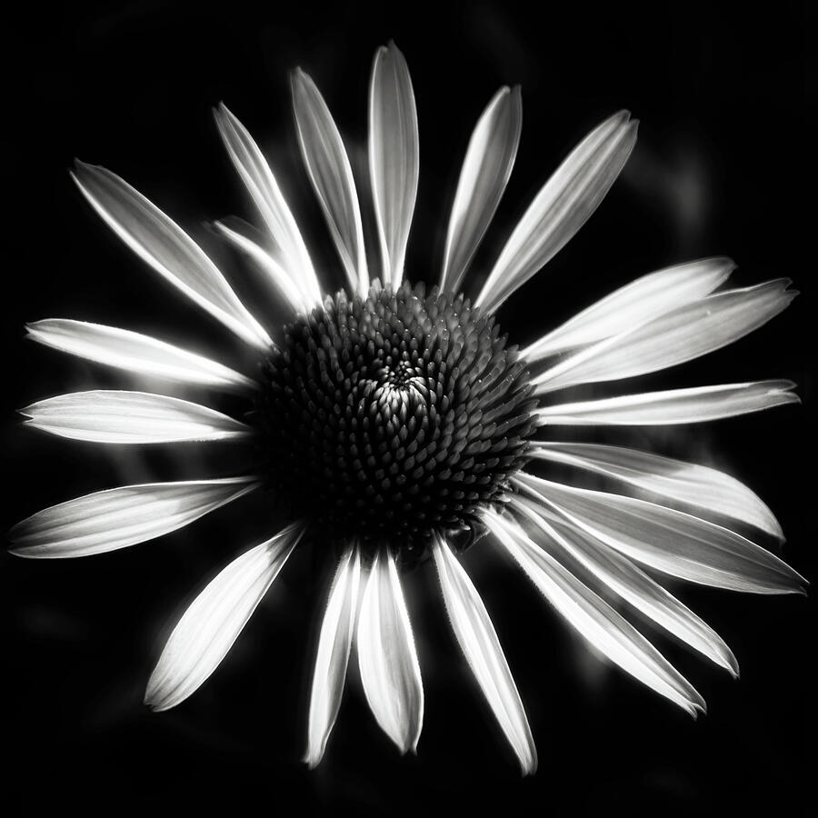 Natures Strokes Photograph by Dodie Ross