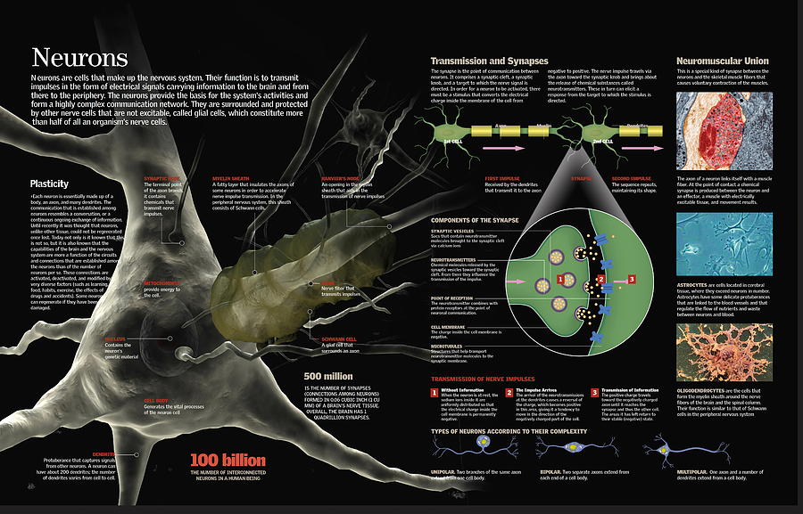 Neurons by Album