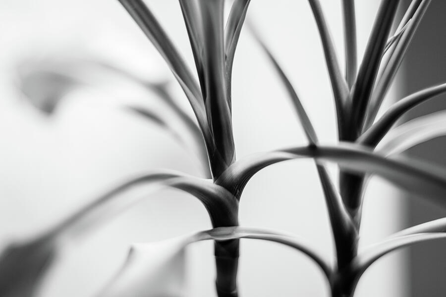 New Growth Photograph by Chad Thunberg