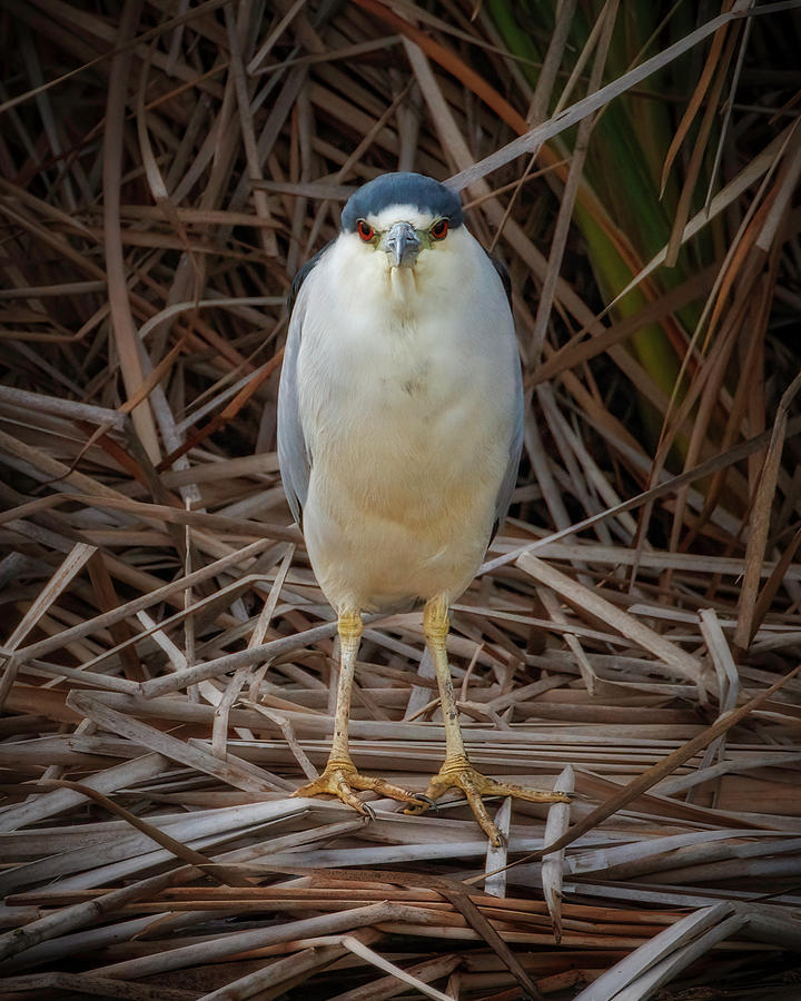 Night Heron Photograph by Joe Fisher
