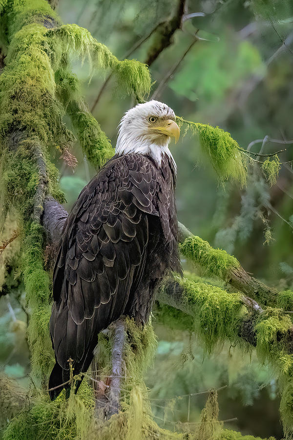 Nobility Photograph by Jon Snyder