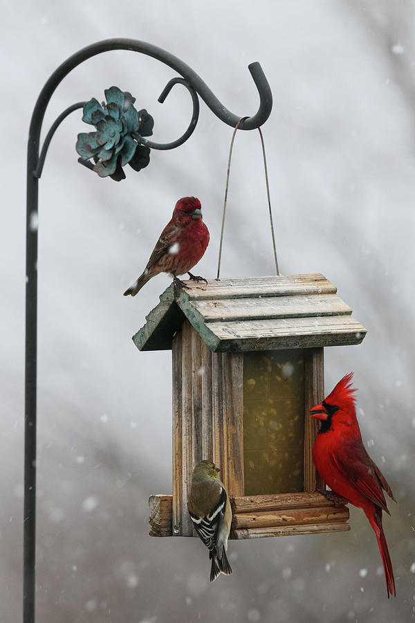 Northern Cardinal in Snow Photograph by Steve Templeton