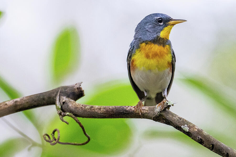 Northern Parula Warbler Photograph by Michael Warren