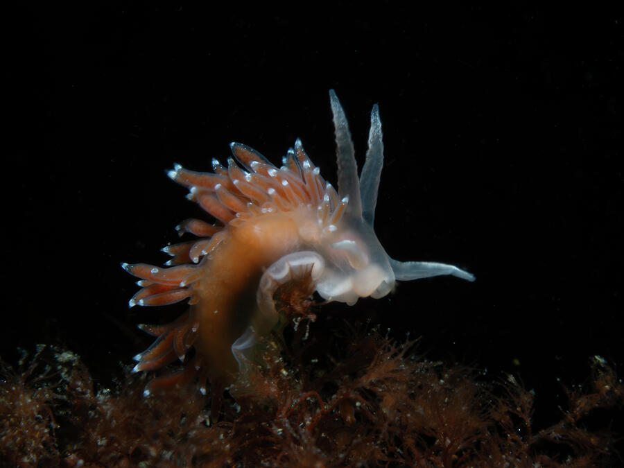 Nudibranch profile Photograph by Brian Weber