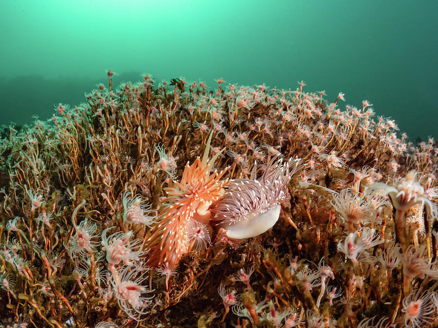 Nudibranchs in a sea of hydroids by Brian Weber