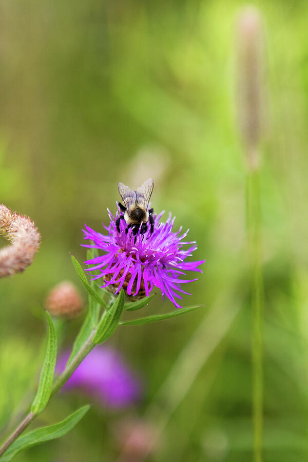 Nuzzle Photograph by Steven David Roberts