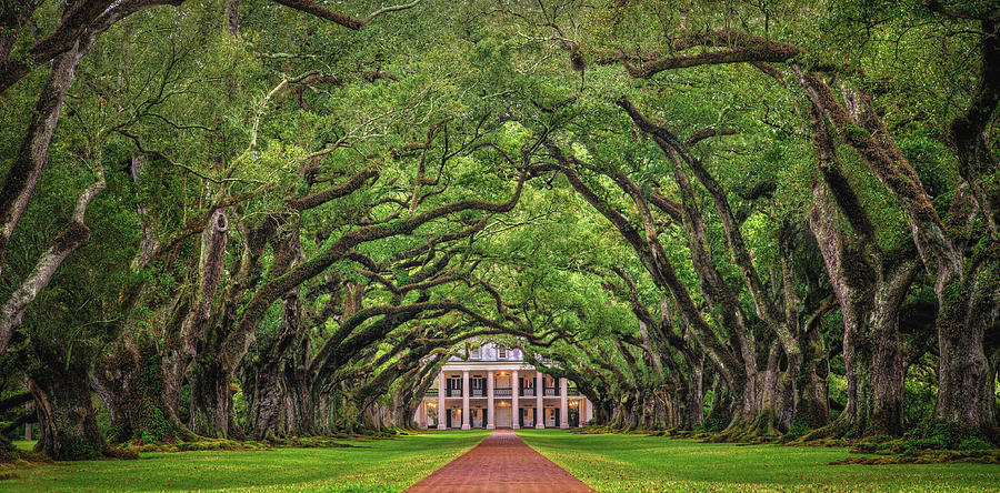Oak Alley Plantation Tree Tunnel - Vacherie, Louisiana Photograph by Abbie Warnock