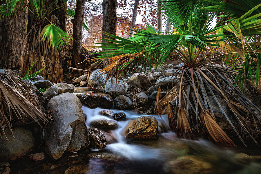 Oasis Flowing Water and Palm Trees, California Photograph by Abbie Warnock