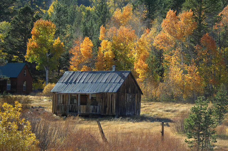 Autumn on Highway 88, an Old Abandoned Barnwood Cabin Photograph by Bonnie Colgan